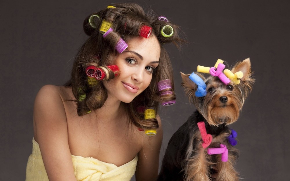Chiens en bigoudis drôles dans les vêtements