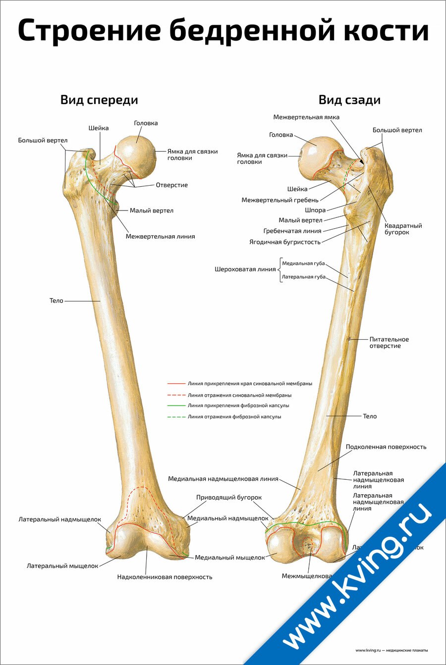 Anatomie osseuse fémorale latin