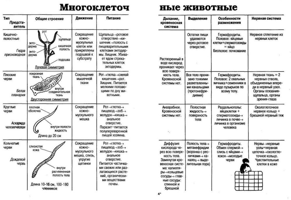 Caractéristiques comparatives du système nerveux des invertébrés
