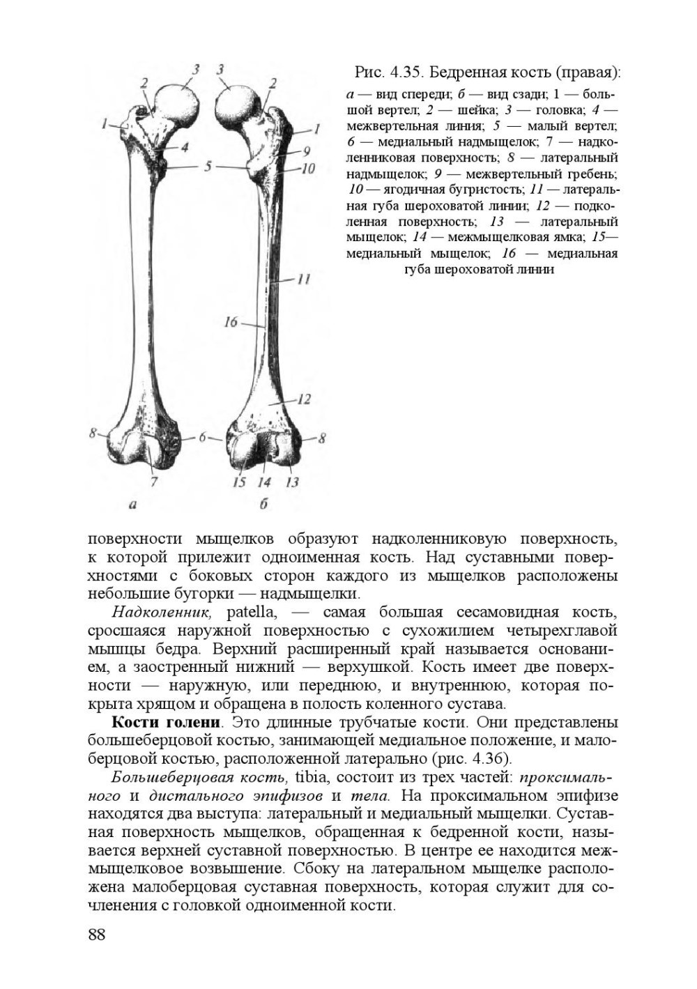 Stand anatomie