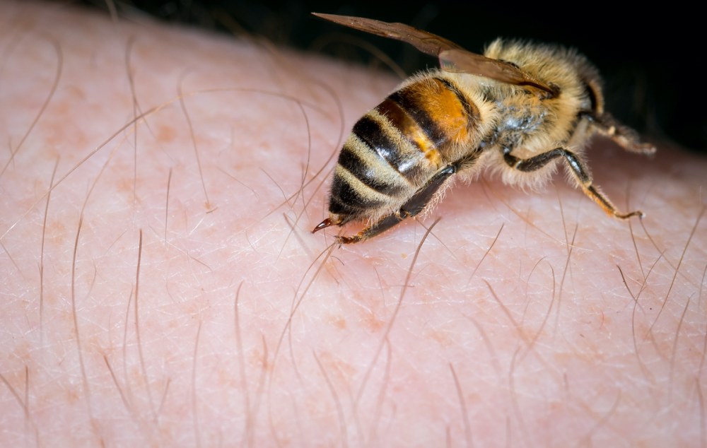 Dont le chat a piqué l'abeille