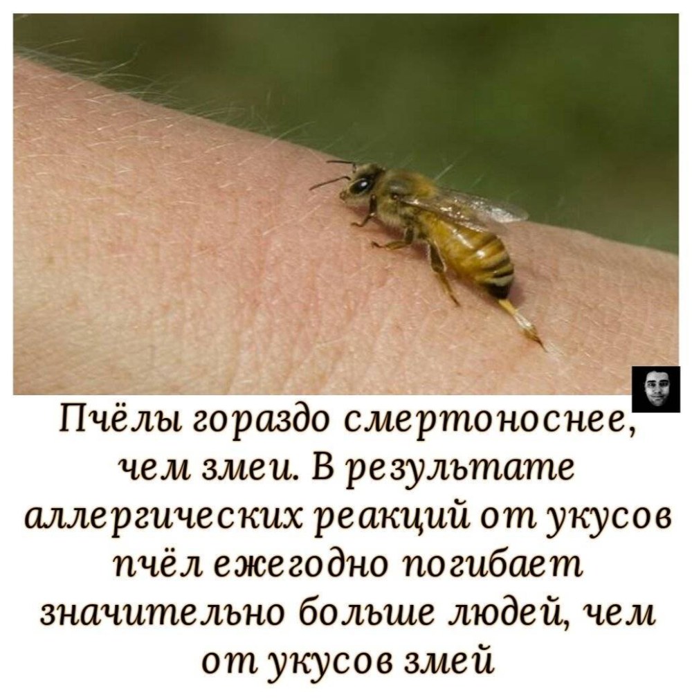 Augmentez un membre avec les abeilles