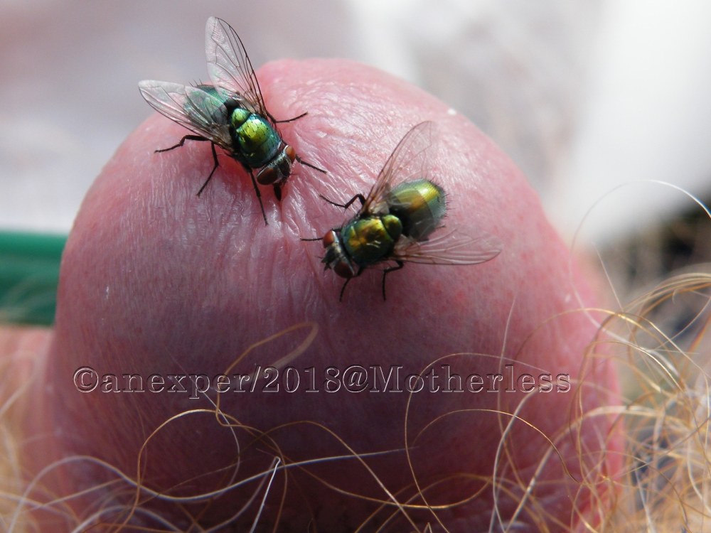 Mouche