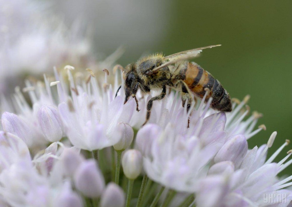 Tourmentant les abeilles périssables et perplexes