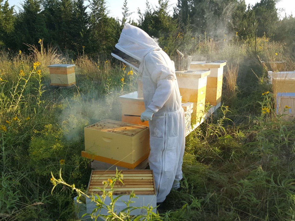 Comment les sages sont-ils en train de réagir aux piqûres d'abeilles?