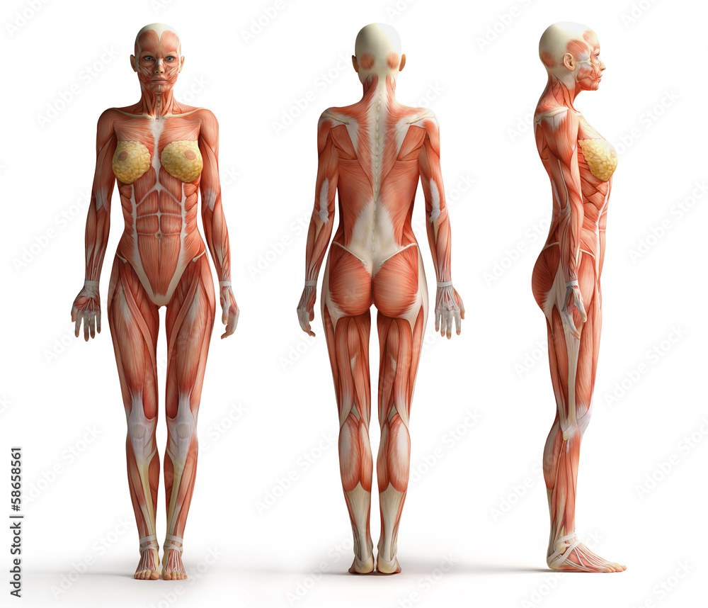 Le corps de la femme est l'anatomie