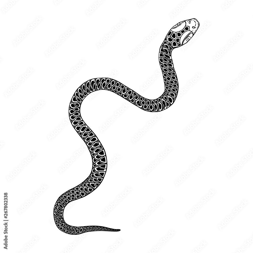 Le serpent est un croquis direct