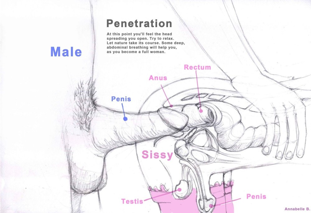 Anatomie des rapports sexuels
