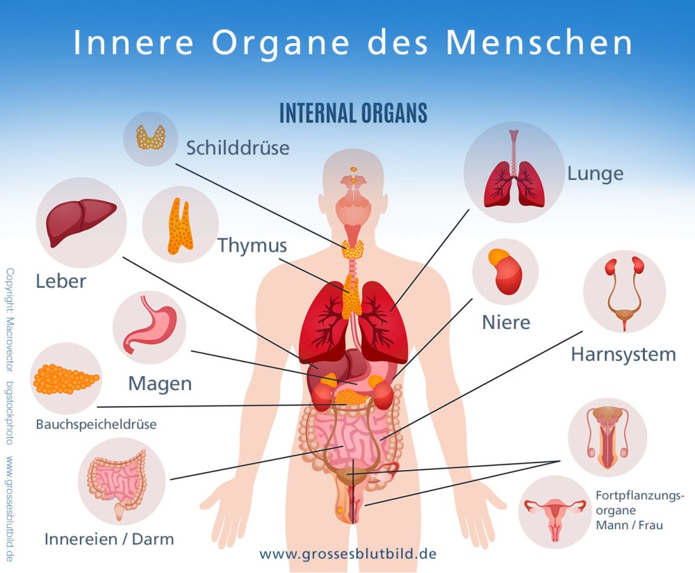 Organes internes en allemand