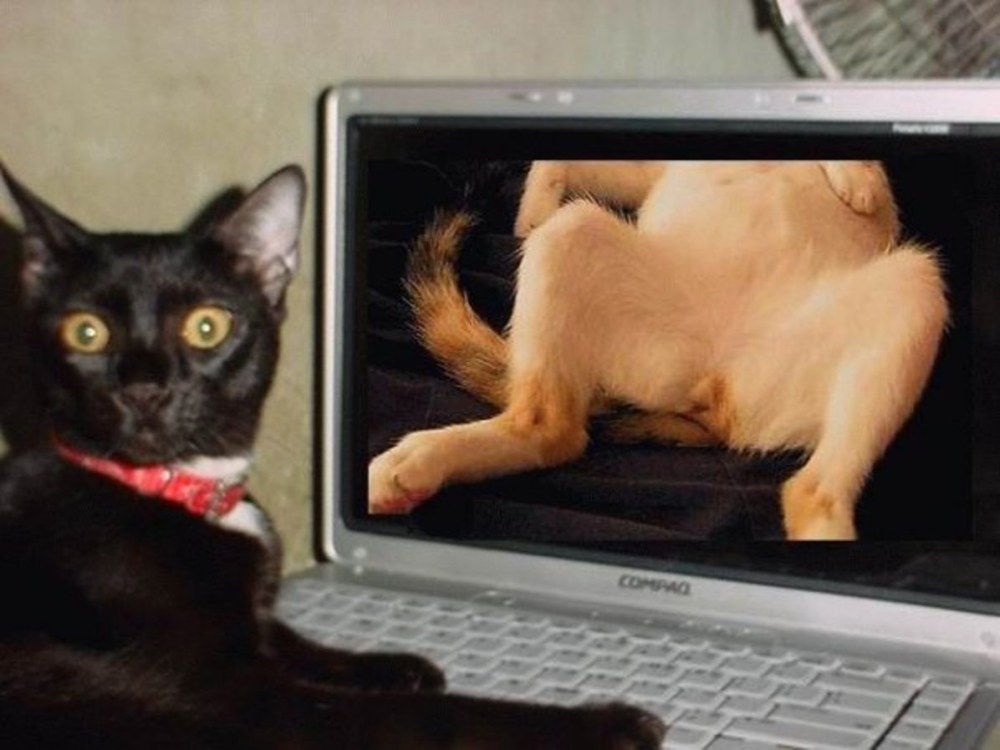 Le chat est sur le moniteur