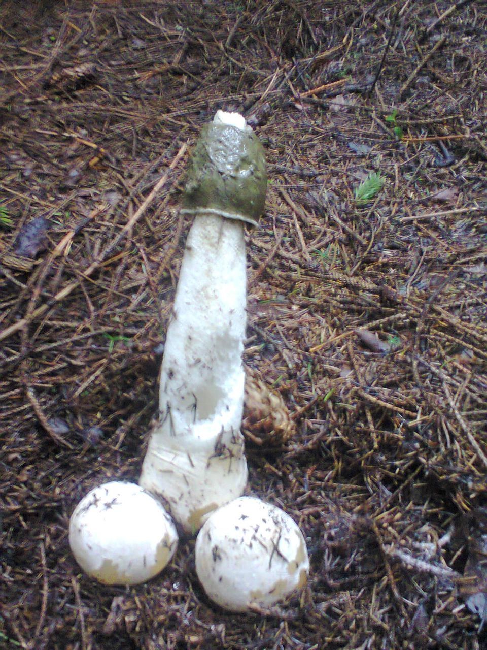 Champignon similaire à un membre