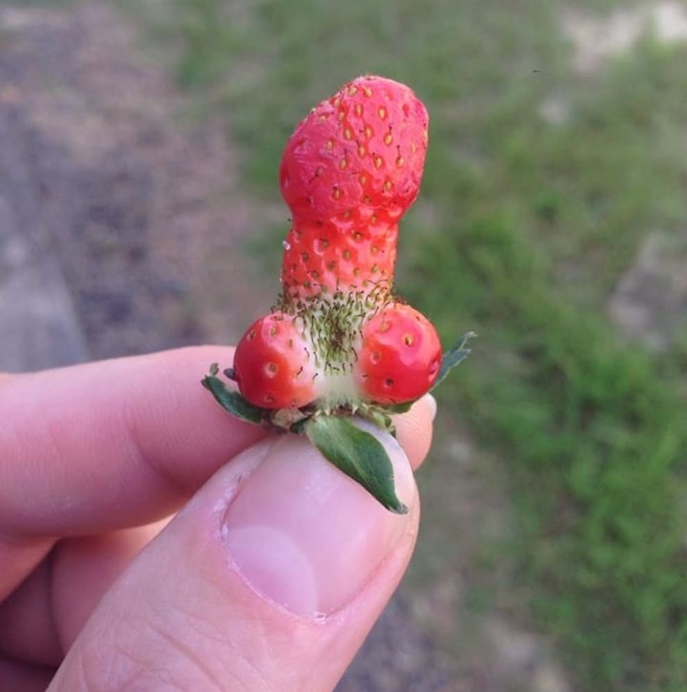 Fraise sur une bite