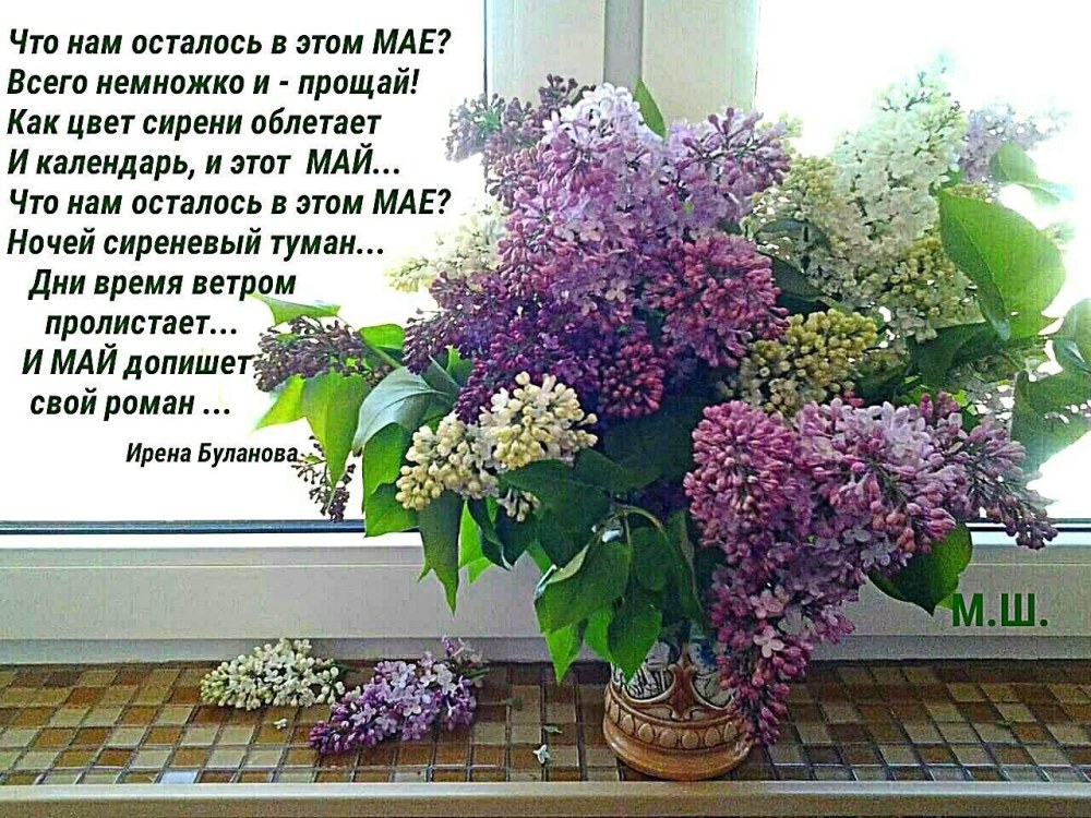 Bonjour lilas