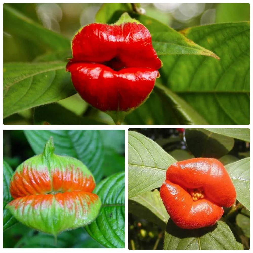 Psychotria elata