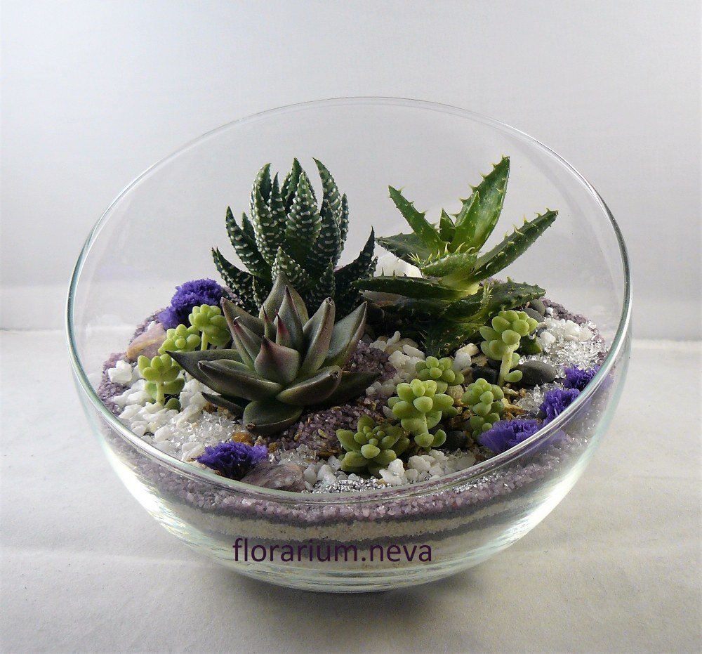 Aloès dans le florarium