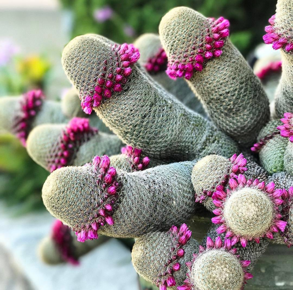 Un bouquet de cactus
