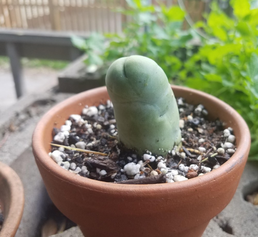 Cactus chauve