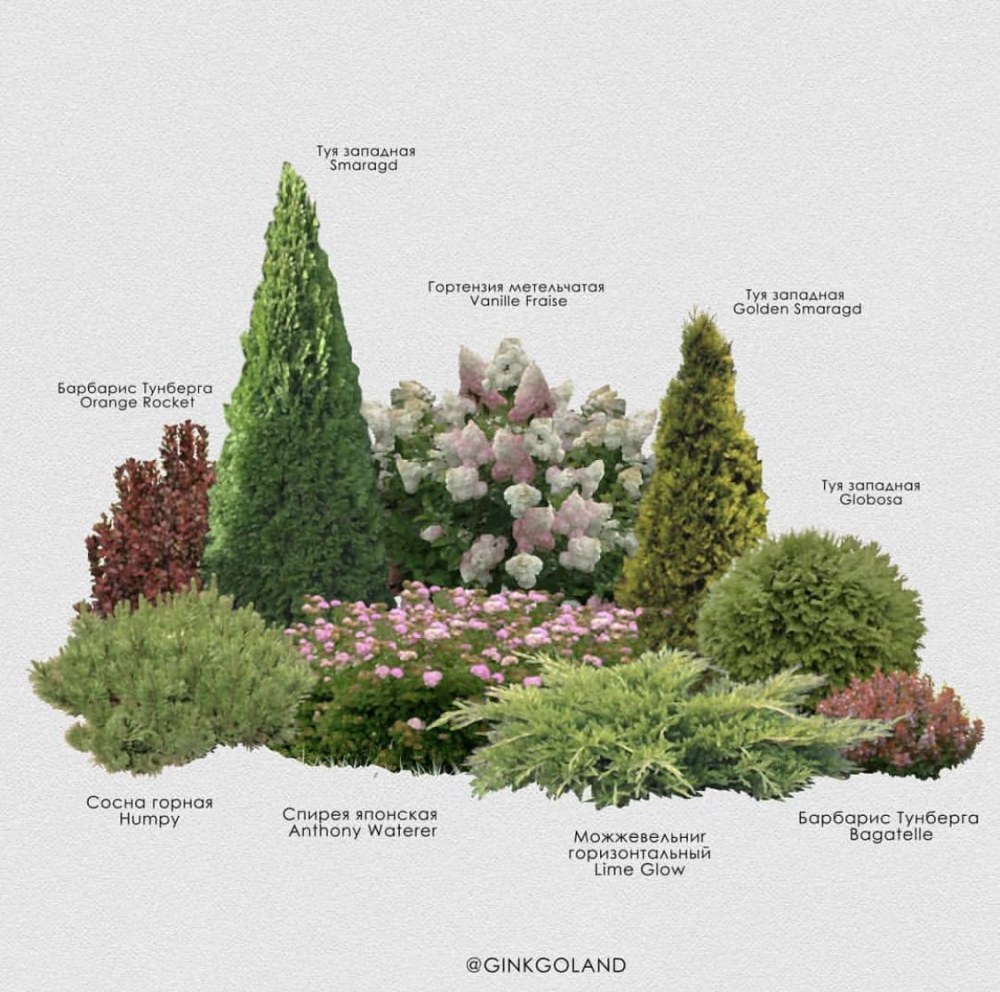 Thuja Samaragd et Spirea
