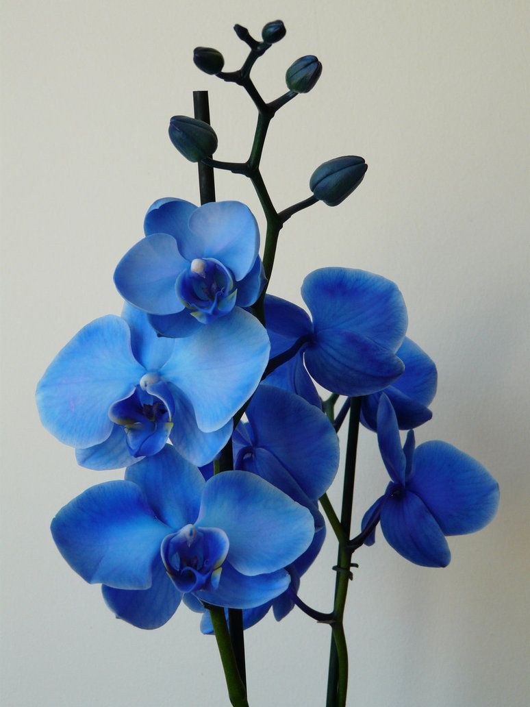 Orchidée bleue
