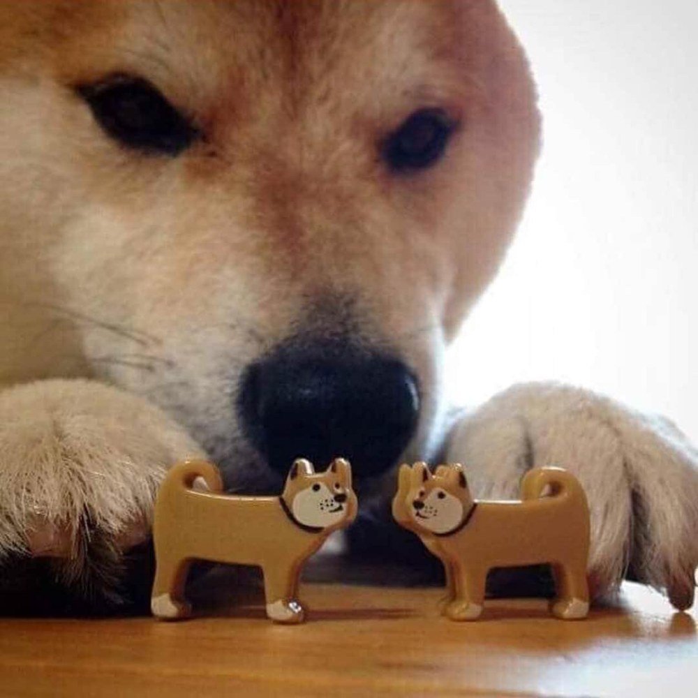 Shiba ebites