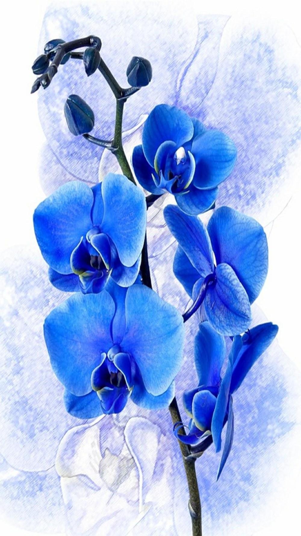 Pierres et orchidées bleues