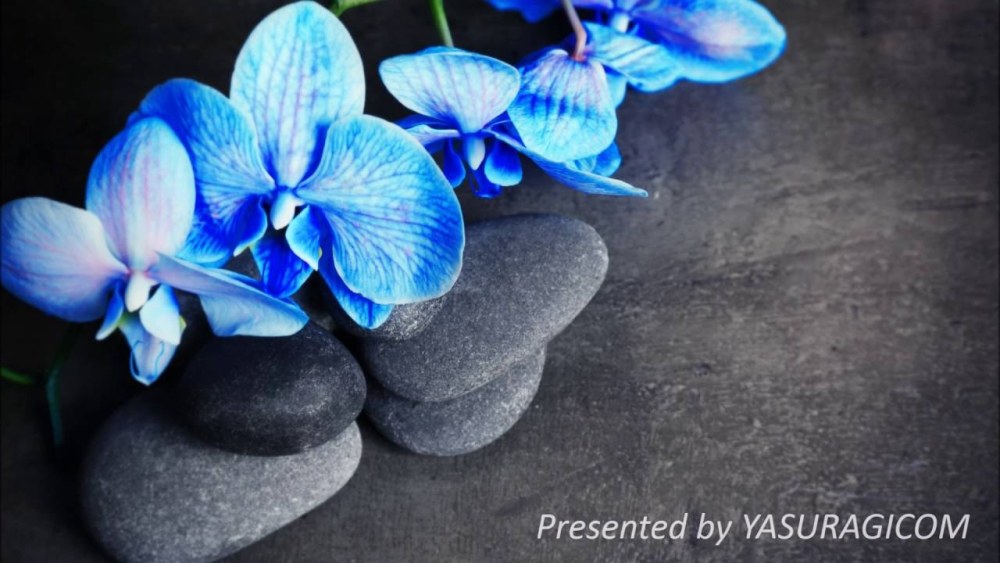 L'orchidée Phalaenopsis est bleue