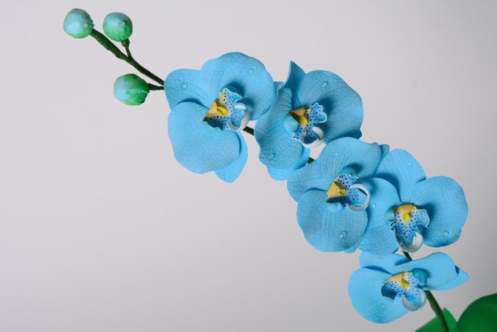 Orchidée bleue en arrière-plan des images de pierres