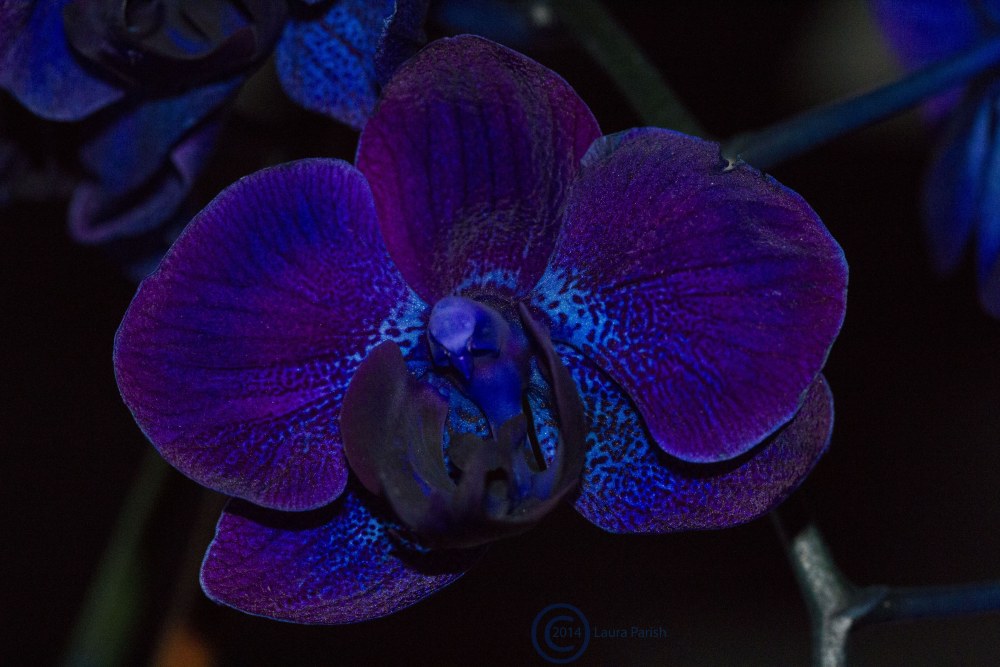 Diva surevocot anal 3d cul